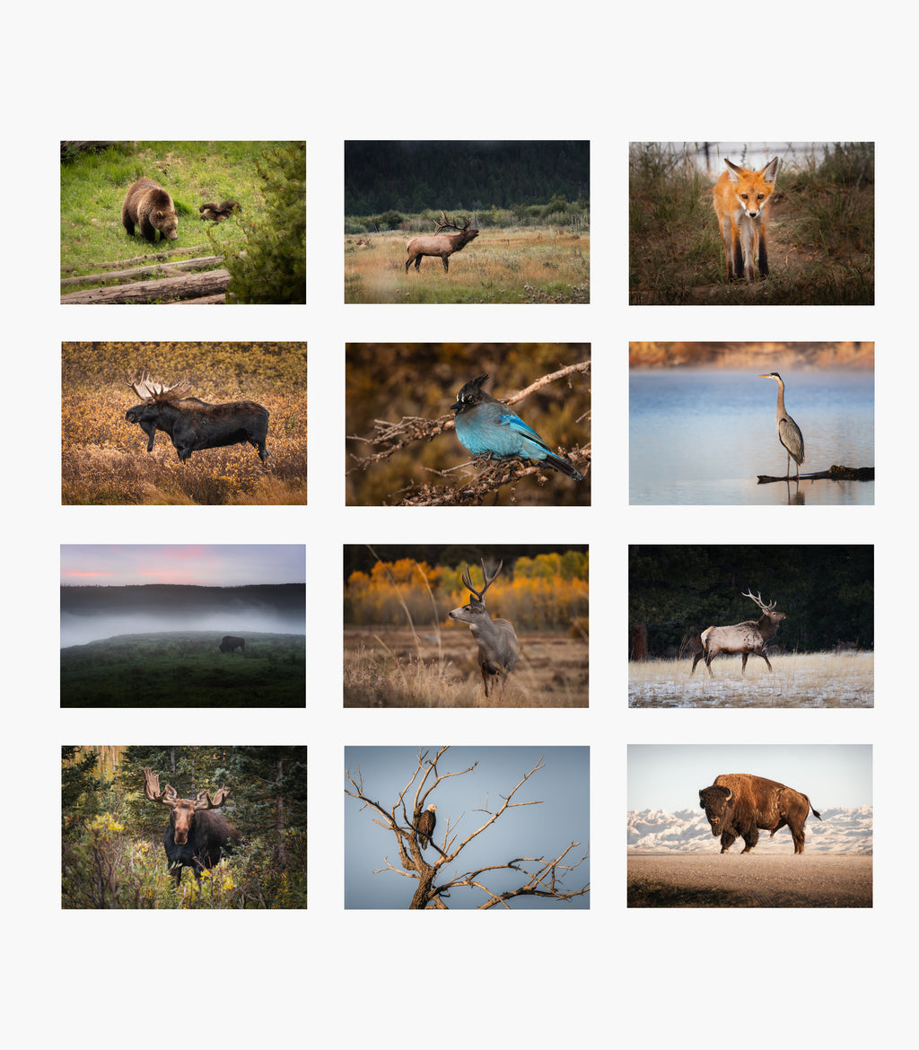 The 2026 Rocky Mountain Wildlife Calendar