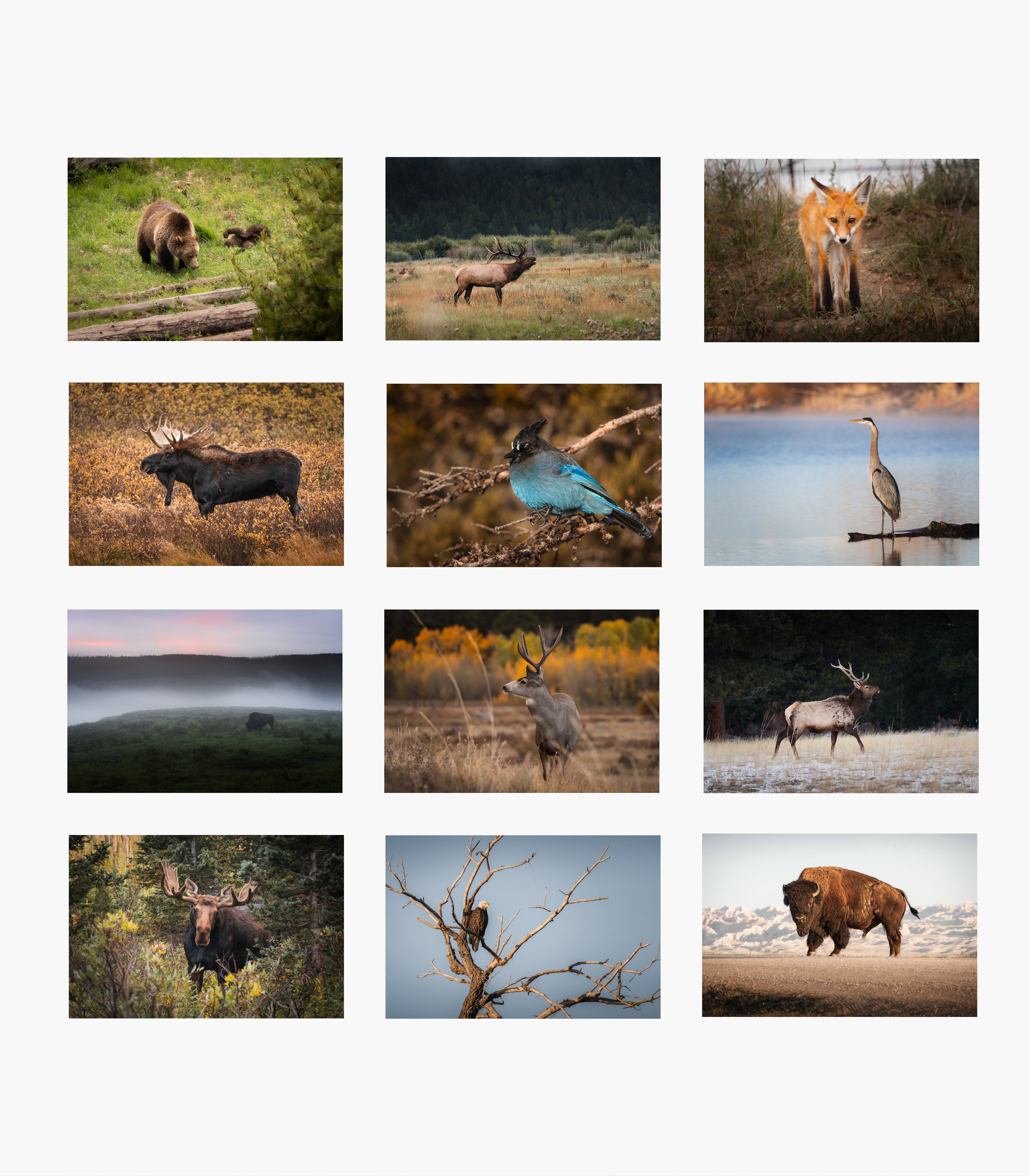 The 2026 Rocky Mountain Wildlife Calendar